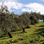 Olio extravergine di oliva da alberi di olivo di peranzana