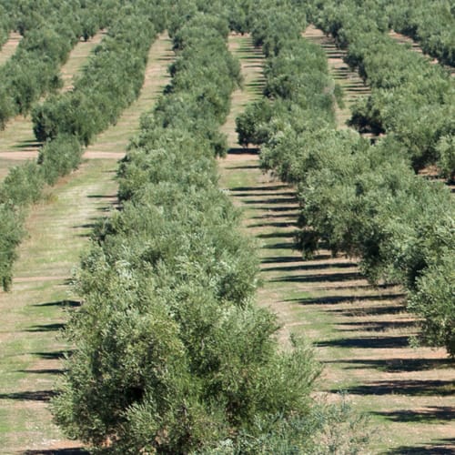 Campagna Olearia La raccolta delle olive per un olio extravergine di oliva di qualità